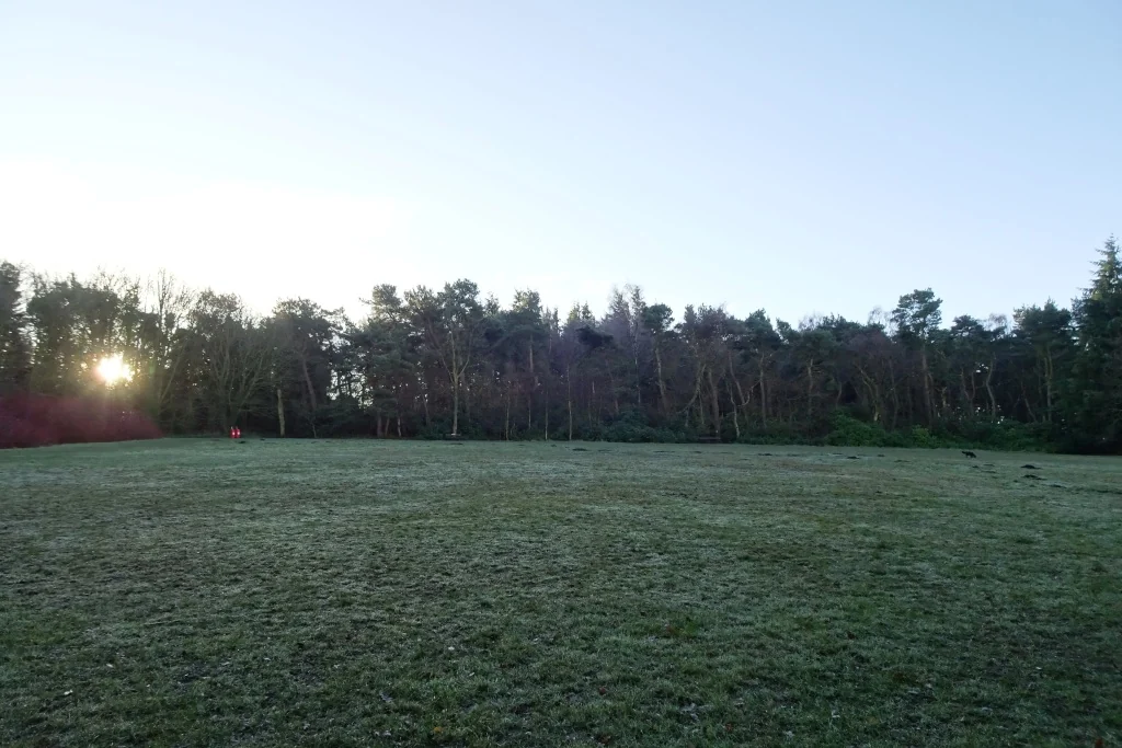 A clearing among the trees in the Pinewoods